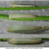 aret arethusa larva2 volg